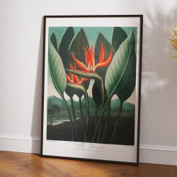 Dronningeplante 1807 - Temple of Flora plakat