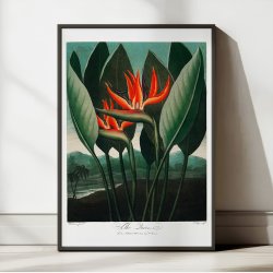 Dronningeplante 1807 - Temple of Flora plakat