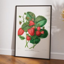 Jordbr 1879 - Botanisk Illustration - Plakat