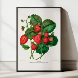 Jordbr 1879 - Botanisk Illustration - Plakat