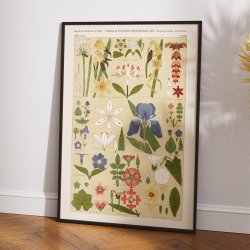 Blomsteroversigt 1856 - Plakat