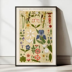 Blomsteroversigt 1856 - Plakat