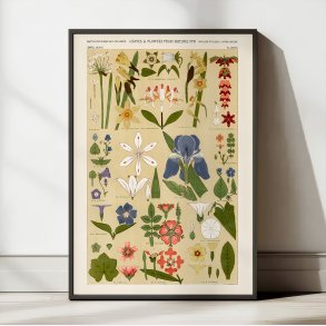 Blomsteroversigt 1856 - Plakat