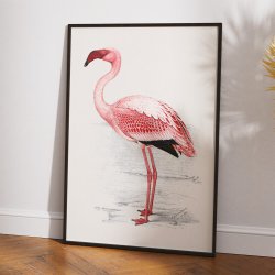 Flamingo Illustration 1919 - Plakat