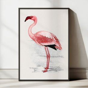 Flamingo Illustration 1919 - Plakat