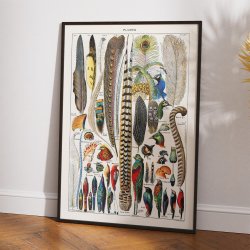 Fjer &amp; faner fra fugle 1900 - Plakat