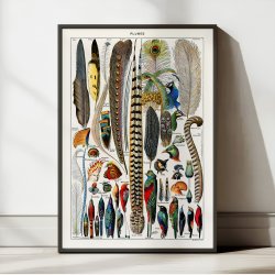 Fjer &amp; faner fra fugle 1900 - Plakat