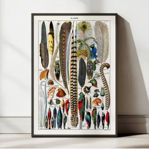 Fjer & faner fra fugle 1900 - Plakat