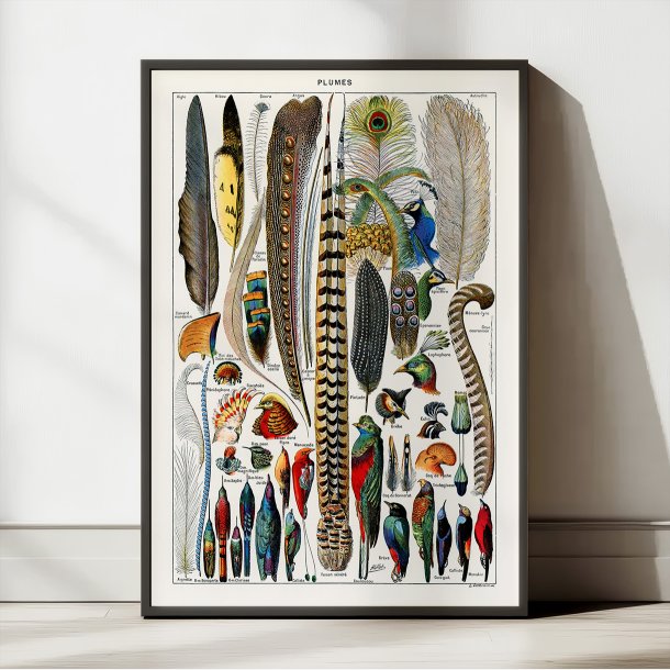 Fjer &amp; faner fra fugle 1900 - Plakat