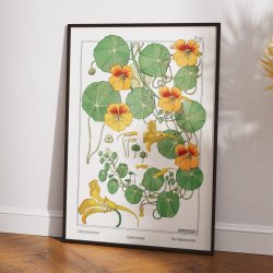 Tallerkensmkker 1896 - Botanisk plakat