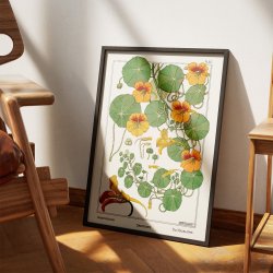 Tallerkensmkker 1896 - Botanisk plakat