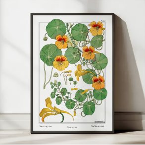 Tallerkensmkker 1896 - Botanisk plakat