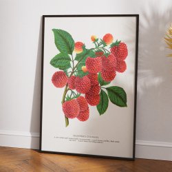 Hindbr 1900 - Botanisk plakat