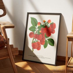 Hindbr 1900 - Botanisk plakat