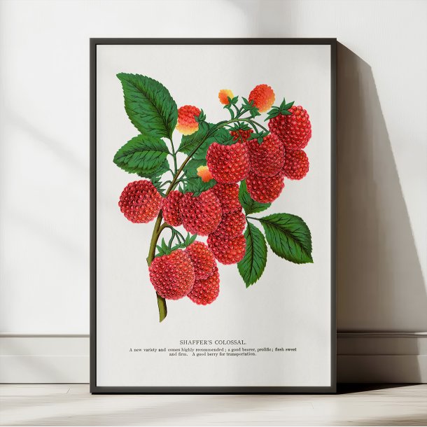 Hindbr 1900 - Botanisk plakat