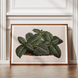Rdre 1865 - Fittonia Argyroneura - Plakat
