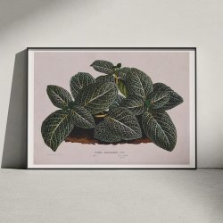 Rdre 1865 - Fittonia Argyroneura - Plakat
