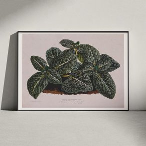 Rdre 1865 - Fittonia Argyroneura - Plakat