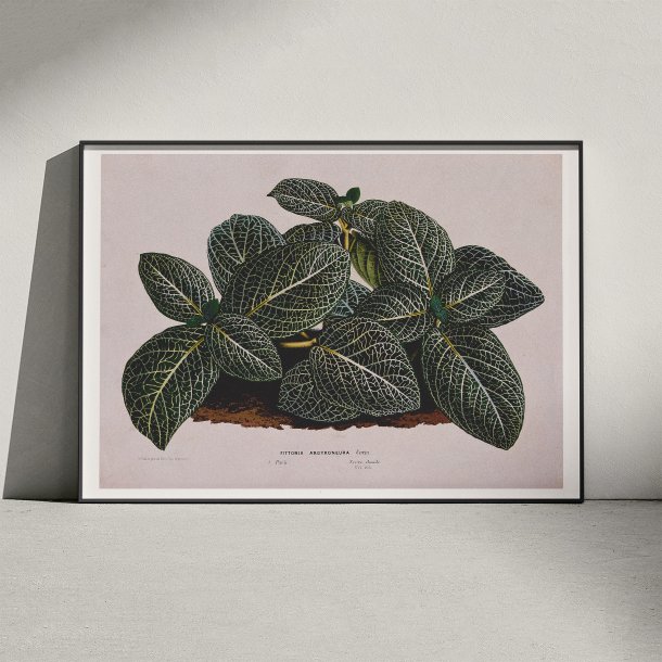 Rdre 1865 - Fittonia Argyroneura - Plakat