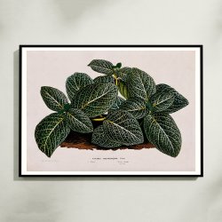 Rdre 1865 - Fittonia Argyroneura - Plakat