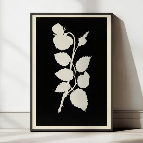 Rosens Blomst 1802 - Botanisk tryk