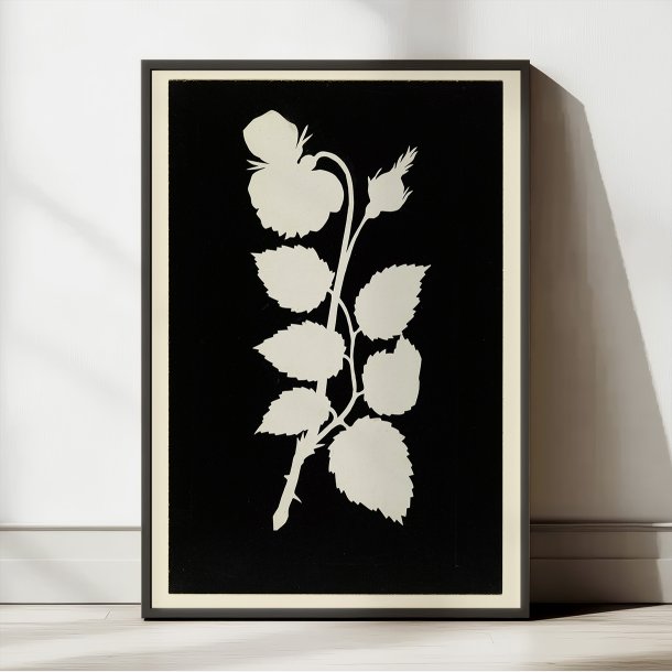 Rosens Blomst 1802 - Botanisk tryk