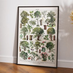 Trer i Farve 1932 - Botanisk plakat