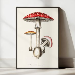 Rd fluesvamp 1836 - Plakat