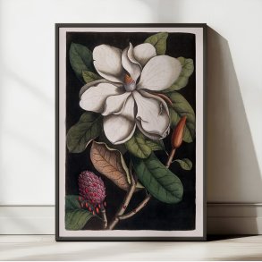 Karibisk Blomst, Bahamas 1743 - Plakat