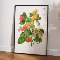 Hindbr II 1879 - Plakat