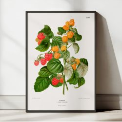 Hindbr II 1879 - Plakat