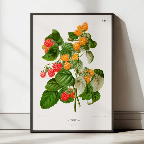 Hindbr II 1879 - Plakat