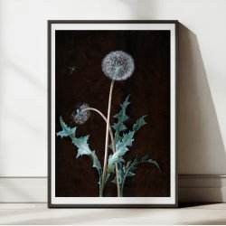 Mlkebtten 1755 - Plakat