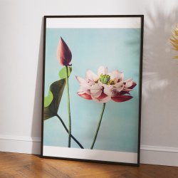 Lotusblomster 1897 - Japansk Botanik