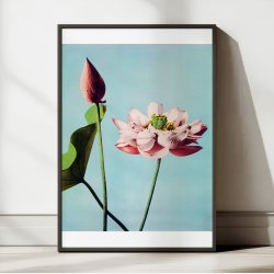 Lotusblomster 1897 - Japansk Botanik