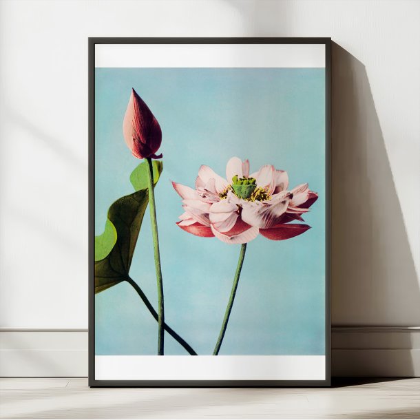 Lotusblomster 1897 - Japansk Botanik