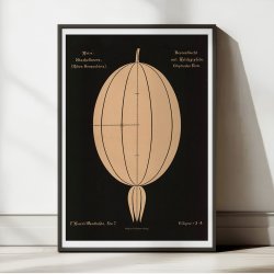 Stikkelsbr 1892 - Botanisk Tavle