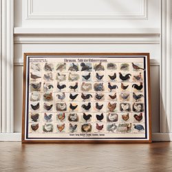 Hnseracer 1910 - Zoologisk Planke