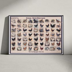 Hnseracer 1910 - Zoologisk Planke