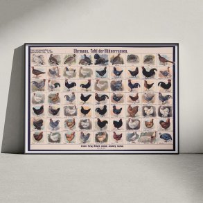 Hnseracer 1910 - Zoologisk Planke