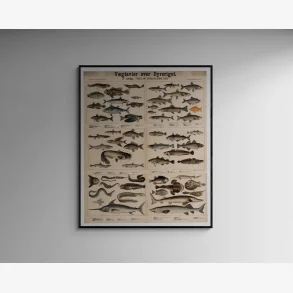 Fisk & Hvirveldyr 1879 - Zoologi - 5770 cm