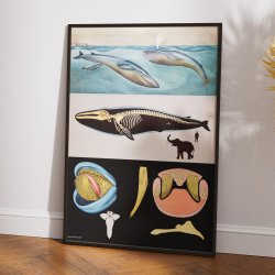 Blhval 1920 - Jung-Koch-Quentell - Plakat