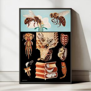 Honningbi 1920 - Jung-Koch-Quentell - Plakat