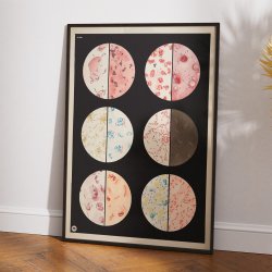 Bakterieformer 1938 - Biologi plakat