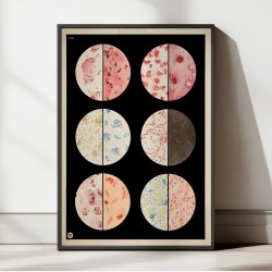 Bakterieformer 1938 - Biologi plakat