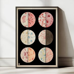 Bakterieformer 1938 - Biologi plakat