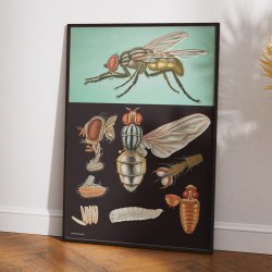 Flue 1920 - Jung-Koch-Quentell - Plakat