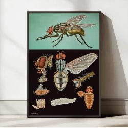 Flue 1920 - Jung-Koch-Quentell - Plakat