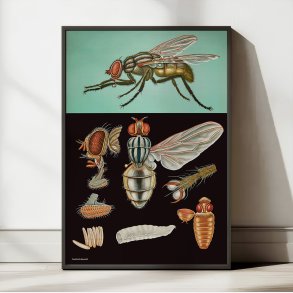 Flue 1920 - Jung-Koch-Quentell - Plakat