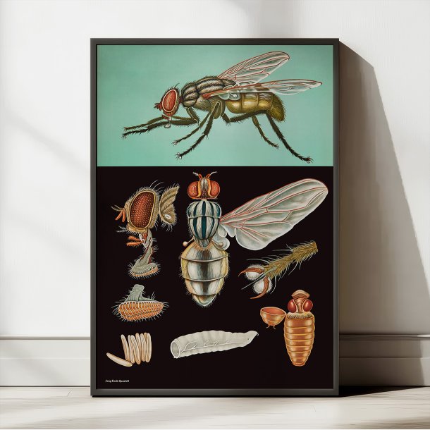 Flue 1920 - Jung-Koch-Quentell - Plakat